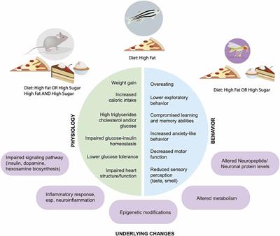Crème de la Créature: Dietary Influences on Behavior in Animal Models